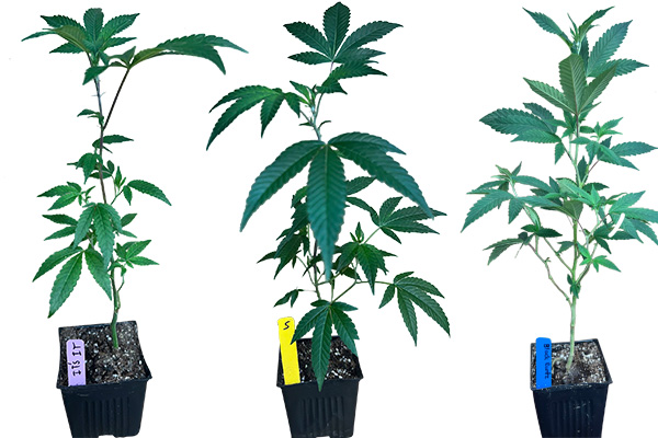Custom Cannabis Teen Order | 12″+ Tall
