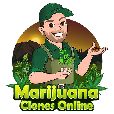 cropped-marijuana-clones-online-400-poptbfa4lg9r1vu2oftysoo15mkv0hb9xw8uw0zee8.webp