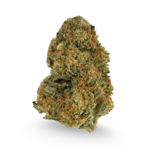 Biscotti-Clearance-