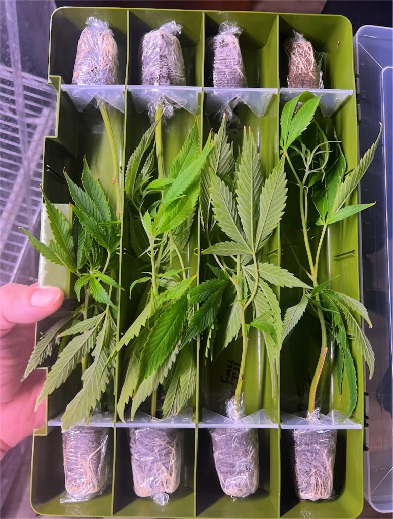 clone-delivery-box